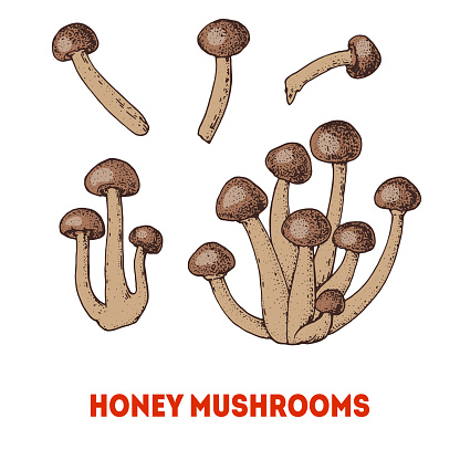 Honey mushrooms hand drawn. Armillaria mushroom vector illustration. Organic healthy food. Great for packaging design.