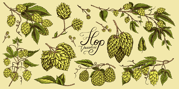 Hops and Barley. Malt Beer. Engraved vintage set. Hand drawn collection. Sketch for web or pub menu. Design elements isolated on white background