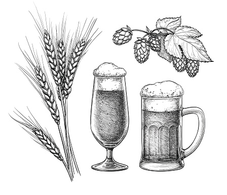 Hops, malt, beer glass and beer mug