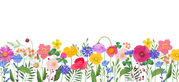 Horizontal banner with multicolored wildflowers and leaves Horizontal banner with multicolored wildflowers and leaves. Poppies, buttercups, cornflowers, cosmos, etc. on white background. Vector illustration flower borders stock illustrations