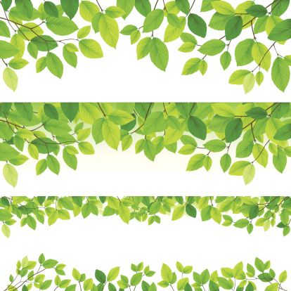 Horizontal leaf backgrounds