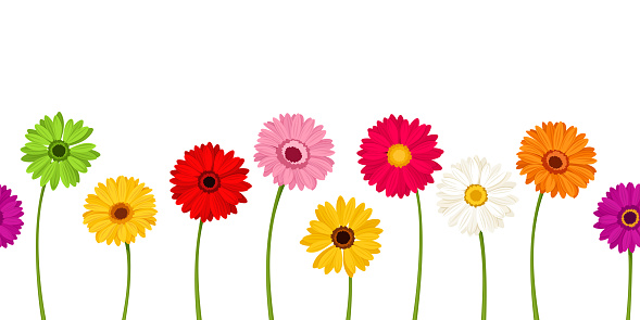Horizontal seamless background with colorful gerbera flowers. Vector illustration.