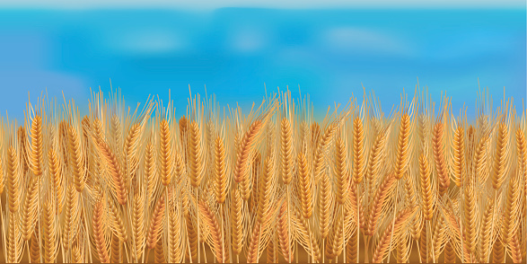 Horizontal seamless barley field with the blue sky