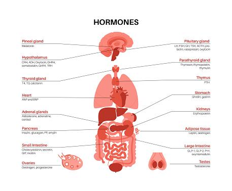 Hormones in human body