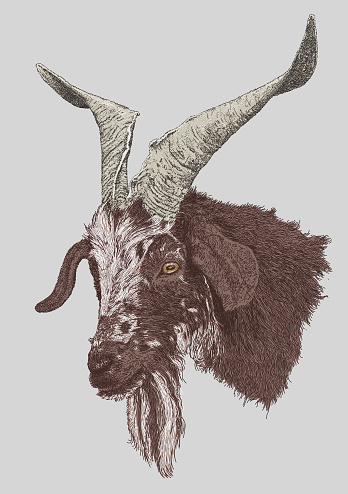 Horned Goat Head