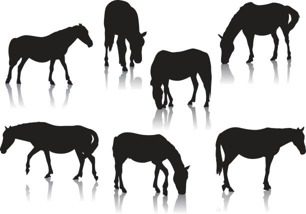 stockillustraties, clipart, cartoons en iconen met horse and pony silhouettes - ijslandse paarden