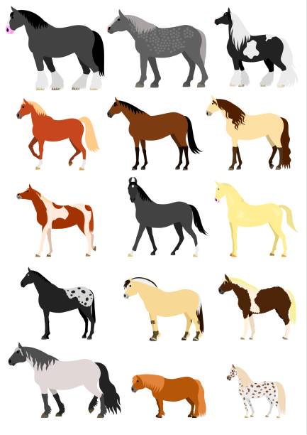 horse breeds various horse breeds set. pony stock illustrations