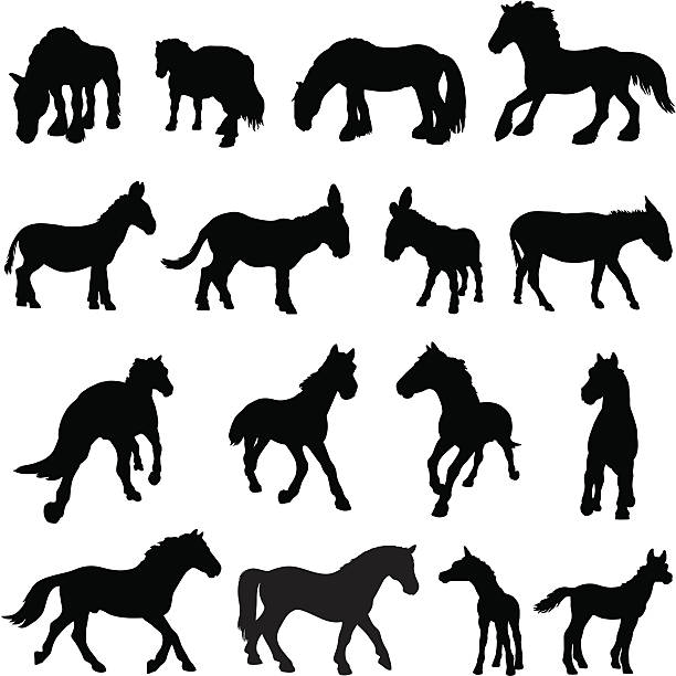 bildbanksillustrationer, clip art samt tecknat material och ikoner med horse, donkey and pony silhouettes - foal isolated
