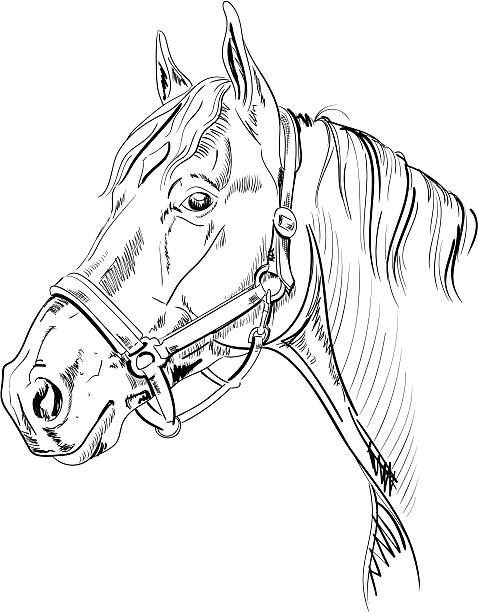 Horse Head Sketch Hand-drawn vector sketch of a horse with halter. horse clipart stock illustrations