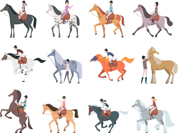 Horse riders. Equestrian sport people sitting walking on strong domestic horses and pony persons breeds racing animals vector Horse riders. Equestrian sport people sitting walking on strong domestic horses and pony persons breeds racing animals vector. Horseman run, equine and jockey, sport equestrian illustration saddle stock illustrations