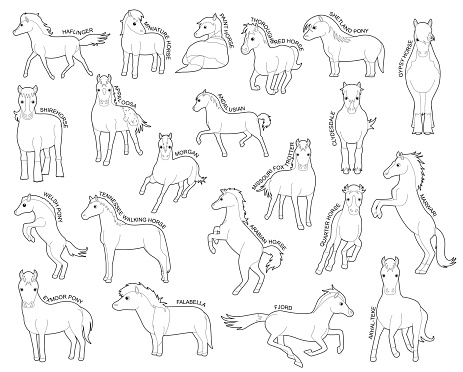 Horse Set Various Kind Identify Cartoon Vector Black and White