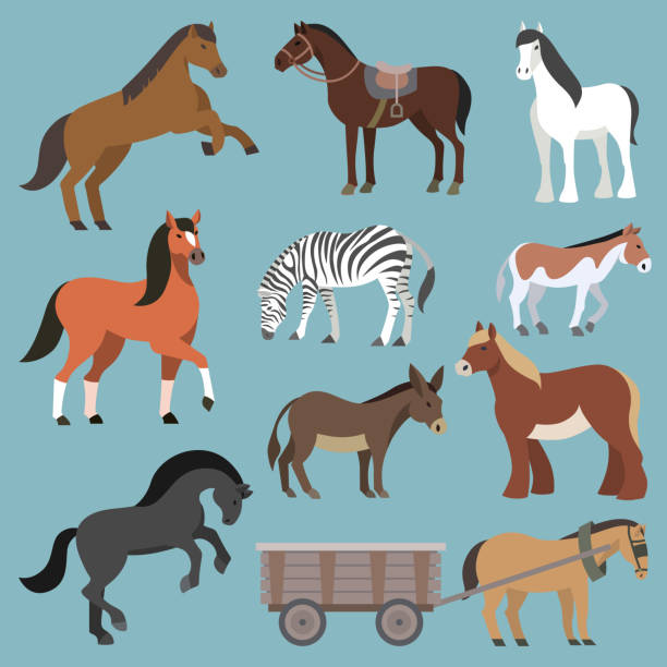 bildbanksillustrationer, clip art samt tecknat material och ikoner med häst vector djur av hästuppfödning eller rid och horsey eller equine hingst illustration djuriska horsy uppsättning av ponny zebra och åsna karaktär isolerad på bakgrunden - häst