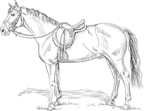 Horse with saddle and bridle