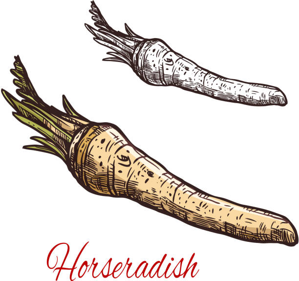 Horseradish vegetable root sketch for spice design Horseradish vegetable sketch with root of spice plant. Fresh horseradish with green leaf isolated icon for spice or condiment ingredient and wasabi spicy sauce label design horseradish stock illustrations