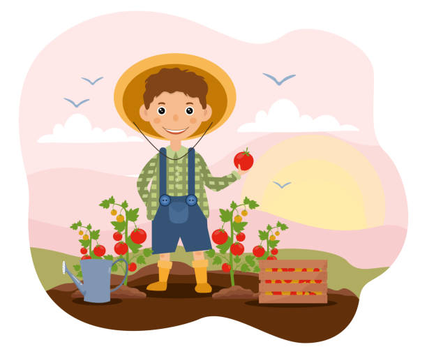 Horticulture concept with young boy in garden Horticulture concept with young boy tending to tomatoes in the garden in his straw sunhat, colored cartoon vector illustration gardening clipart stock illustrations