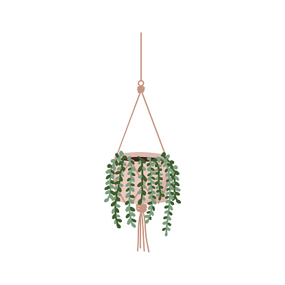 House plant Succulent cactus string of pearls or string of beads with teardrop-shaped leaves hanging in a white pot vector illustration