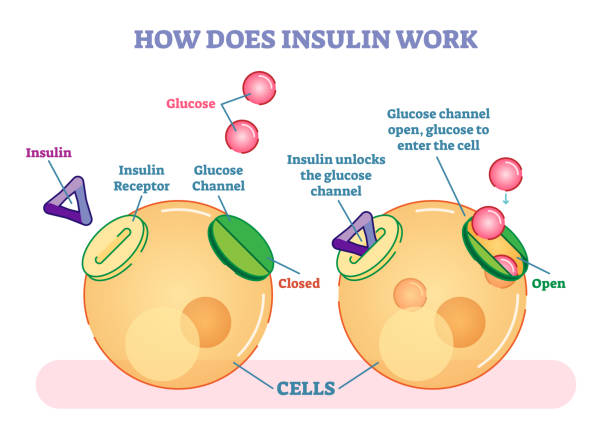 illustrazioni stock, clip art, cartoni animati e icone di tendenza di come funziona l'insulina, diagramma vettoriale illustrato. - metabolismo