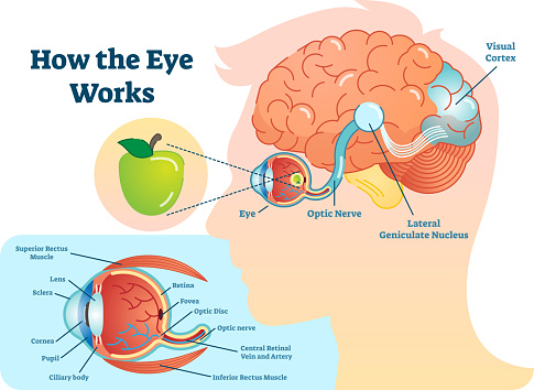 How eye work medical illustration, eye - brain diagram, eye structure and connection with brains.