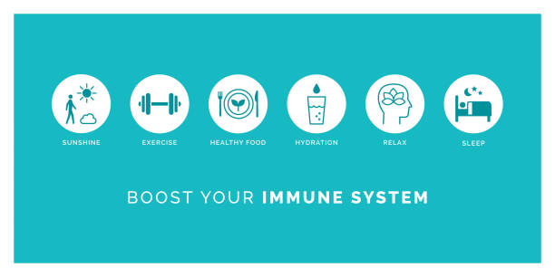 ilustrações de stock, clip art, desenhos animados e ícones de how to boost your immune system naturally - alimentos sistema imunitário