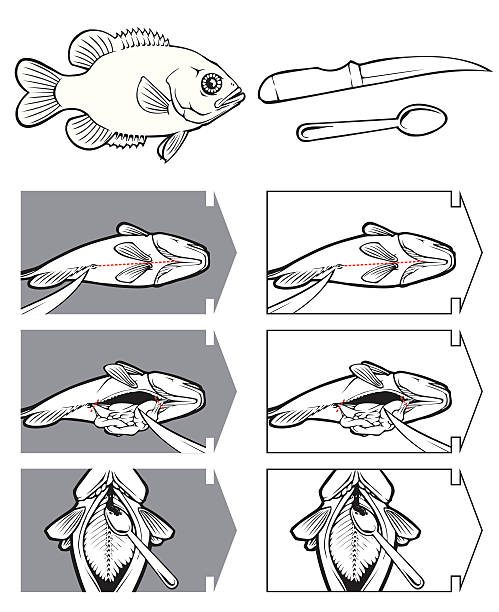 illustrations, cliparts, dessins animés et icônes de comment nettoyer un poisson - filet de poisson