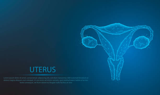 Human anatomy Female reproductive system. Organs location scheme uterus. glowing blue.Low polygon, particle, and triangle style design.Wireframe light connection structure. vector art illustration