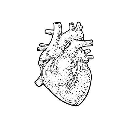 Human Anatomy Heart Vector Black Vintage Engraving Illustration Stock ...