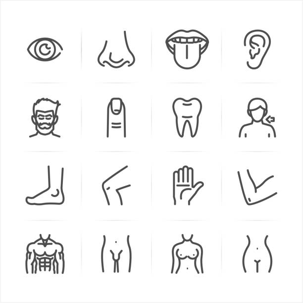 Human Anatomy icons Human Anatomy icons with White Background human limb stock illustrations