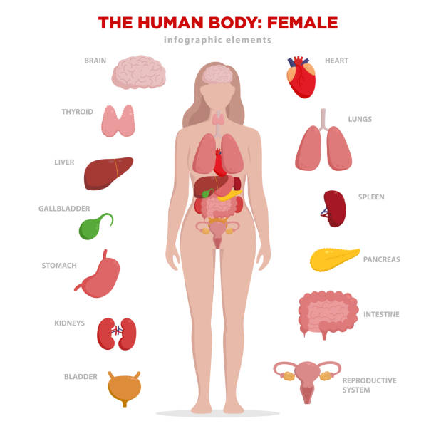 Human anatomy infographic elements with set of internal organs isolated on white background and placed in female body. Woman reproductive organs with girl silhouette and icons around. Human anatomy infographic elements with set of internal organs isolated on white background and placed in female body. Woman reproductive organs with girl silhouette and icons around woman body parts stock illustrations