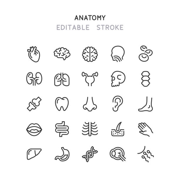 Human Anatomy Line Icons Editable Stroke Set of human anatomy line vector icons. Editable stroke. human throat anatomy stock illustrations