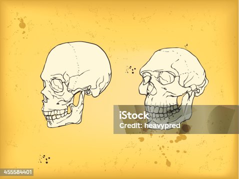 istock Human and neanderthal skull 455584401