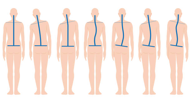 Human back shape Various shapes of human's back hip body part stock illustrations