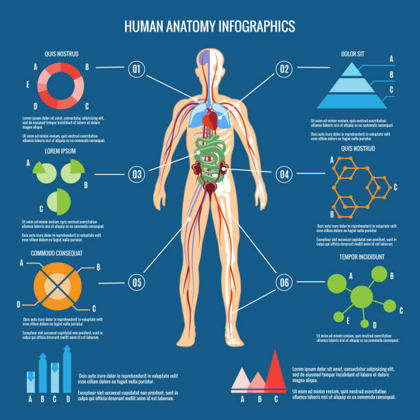 The Human Body Clip Art, Vector Images & Illustrations - iStock