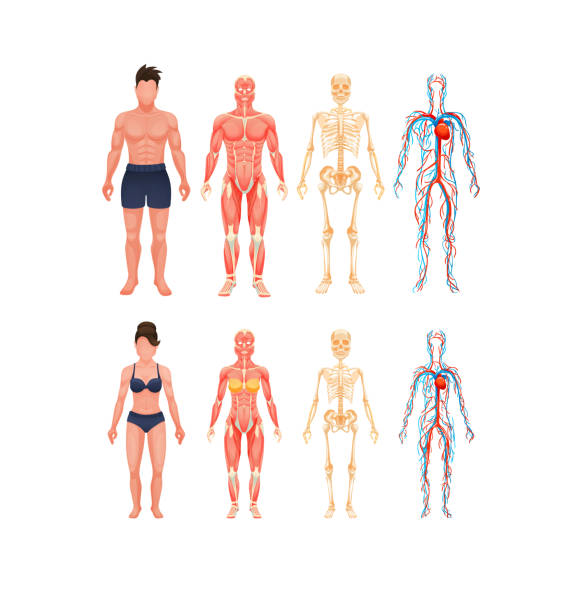 Human body anatomy man and woman vector Human body anatomy man and woman. Body structures in full growth. Visual scheme circulatory system, blood vessel system with arteries and veins, skeleton, muscle system cartoon vector woman body parts stock illustrations