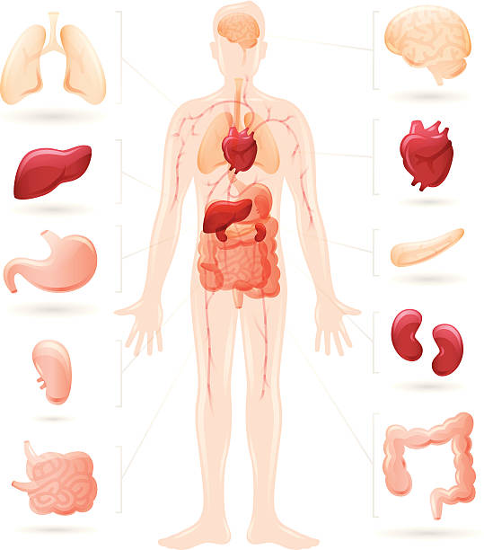 Human body and organs diagram Detailed human body diagram. Each element grouped and labeled for easy use and editing.  human internal organ stock illustrations