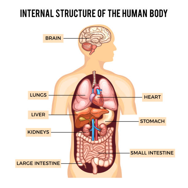 Human body and organs systems. Vector infographic Human body and organs systems. Vector infographic anatomy system, human body with kidney and lung, brain and stomach illustration human internal organ stock illustrations
