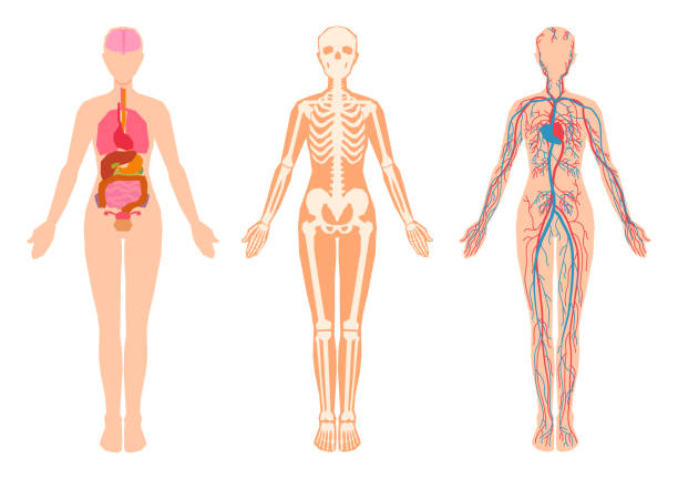illustrazioni stock, clip art, cartoni animati e icone di tendenza di organi interni del corpo umano, scheletro, ossa scheletriche, sistema cardiovascolare circolatorio. - busto