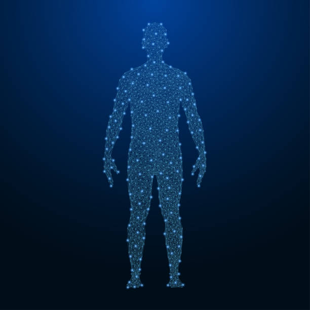 Human body made by points and lines, polygonal low poly wireframe mesh on night sky, dark blue background. Vector Human body made by points and lines, polygonal low poly wireframe mesh on night sky, dark blue background. Vector illustration. wire frame model stock illustrations