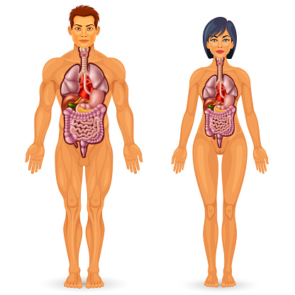 Human Body Organs Anatomy