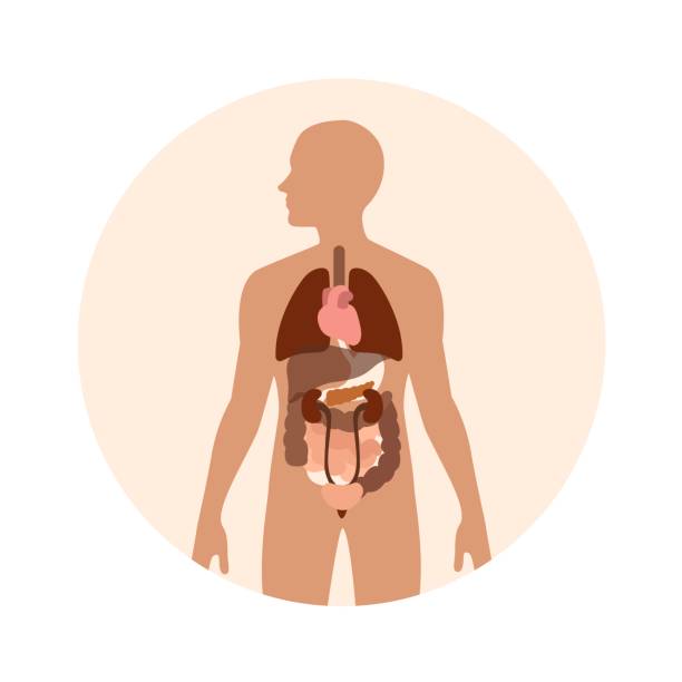 ilustrasi vektor organ tubuh manusia - tubuh manusia ilustrasi stok