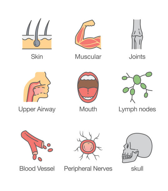 Human body part and internal icon. Human body part and internal organ icon. Illustration about health check up. human throat anatomy stock illustrations