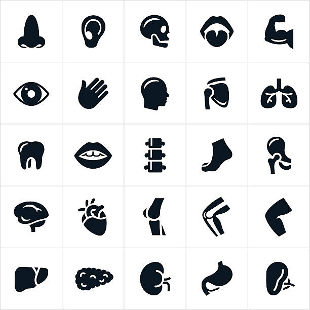 Human Body Parts Icons Several human body parts represented through icons. The icons include a nose, ear, mouth, tongue, brain, hearth, lungs, pancreas, kidney, stomach, gall bladder, bones, muscles, joints and other human anatomy. foot anatomy stock illustrations