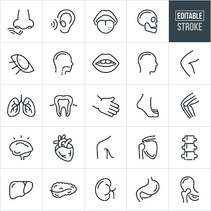 A set of human body parts icons that include editable strokes or outlines using the EPS vector file. The icons include a human nose smelling, ear hearing, mouth, tongue tasting, skull, eye seeing, throat, head, knee, knee joint, lungs, tooth, hand, foot, brain, heart, shoulder, shoulder joint, hip joint, spine, liver, spleen, kidney and stomach