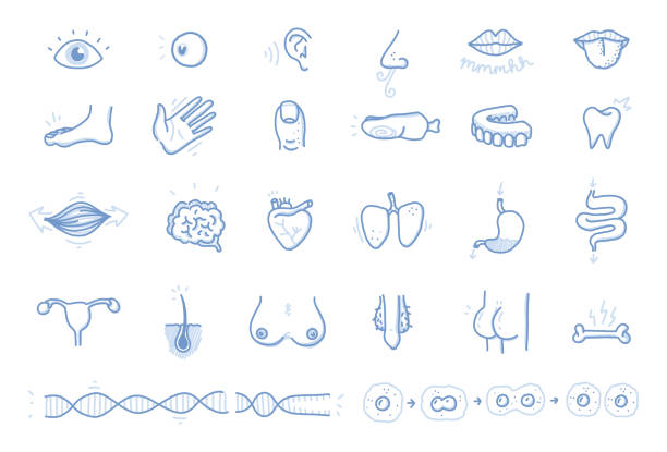 Human Body Parts - Vector Icon Set Set of selected human body parts - handmade Graphic Recording Style with thin lines and light shadows. dna clipart stock illustrations