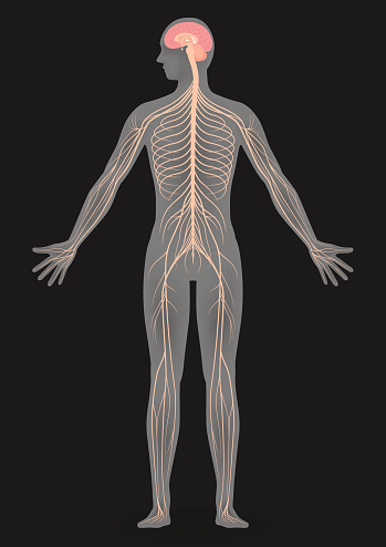 Human Body Silhouette And Nervous System Stock Illustration - Download