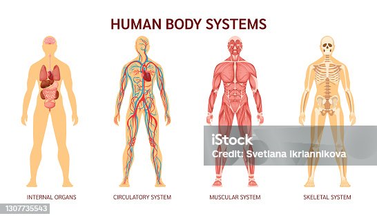 istock Human body system. Human body skeleton, muscular system, system of blood vessels with arteries, veins. Human body internal organs heart, liver, brain, kidneys, lungs, stomach spleen pancreas 1307735543