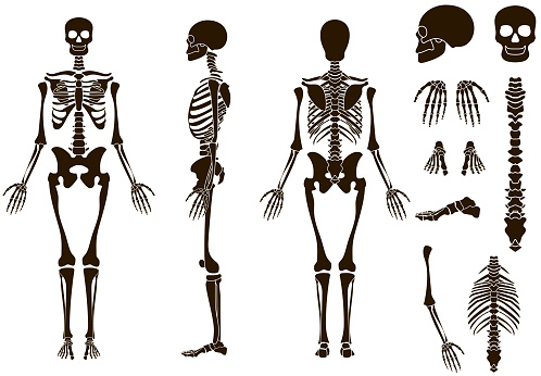Human bones skeleton structure elements set. Skull collection. Vector illustration