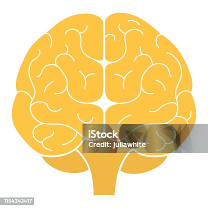 istock Human brain front view. Vector illustration. Flat design 1154342417
