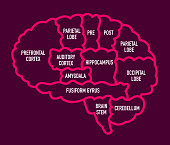 Vector Illustration of a useful Diagram with the Human Brain Sections with names