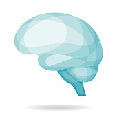 Vector illustration of human brain. 