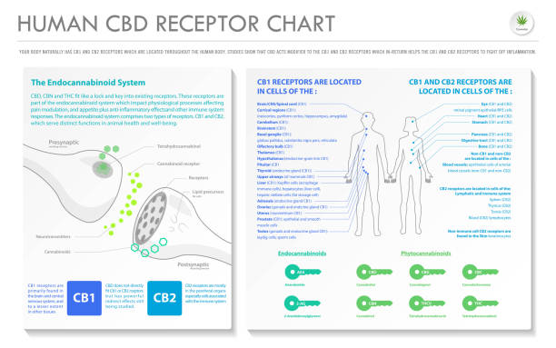 Human CBD Receptor Chart horizontal business infographic Human CBD Receptor Chart - Endocananbinoid horizontal business infographic illustration about cannabis as herbal alternative medicine and chemical therapy, healthcare and medical science vector. receptor stock illustrations